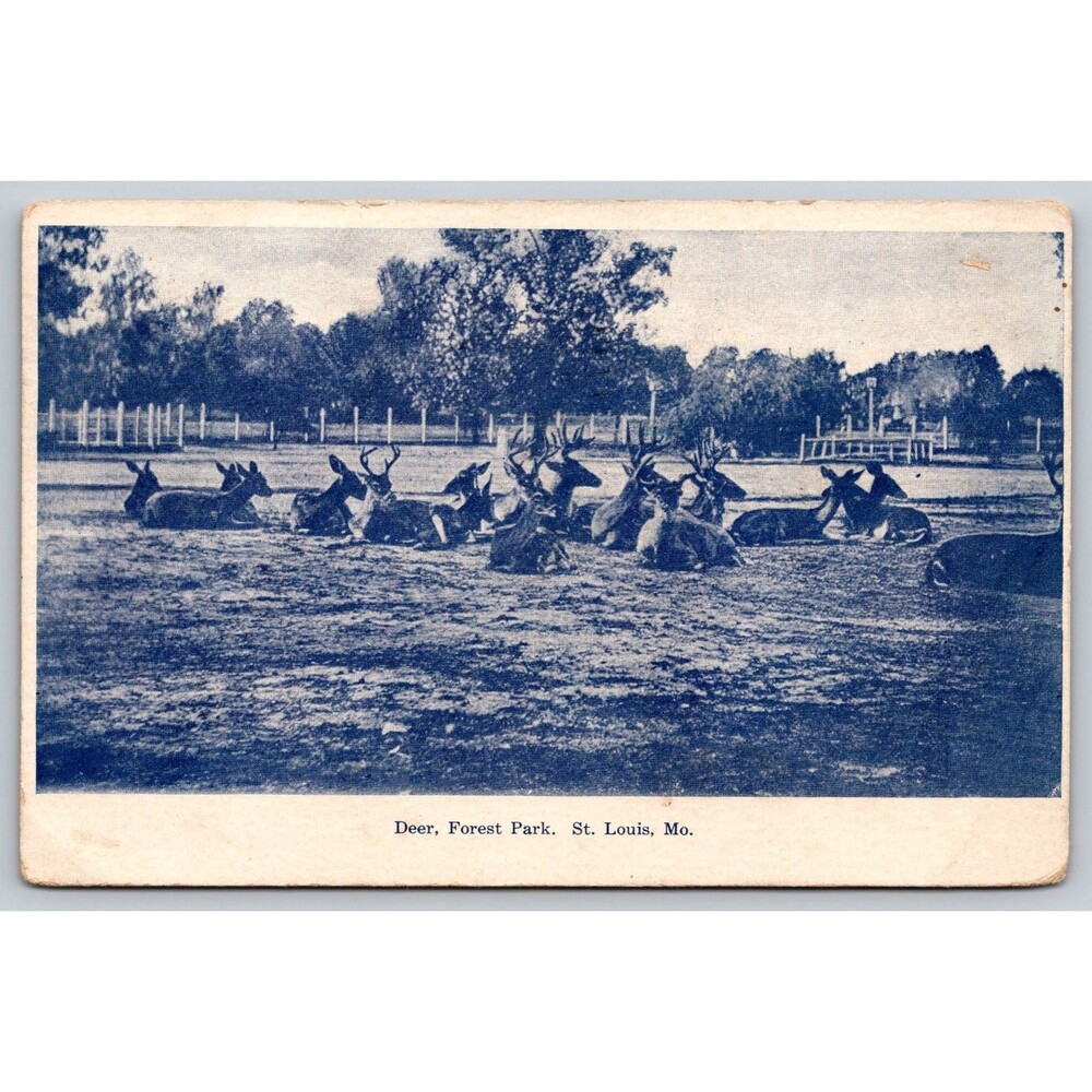 Postcard Missouri St. Louis Forest Park DEER B & W Posted 1909 Stamp Antique MO